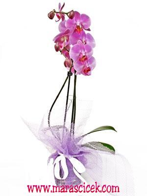 orkide tekli