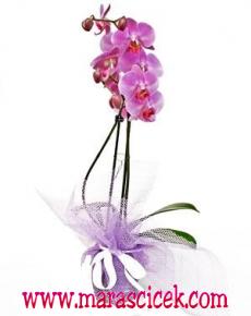 orkide tekli