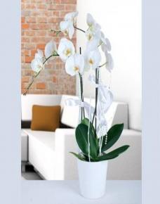 2li beyaz orkide