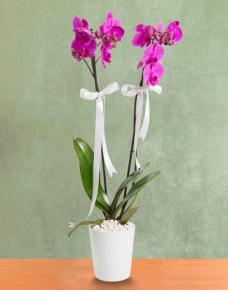 2 li mor orkide