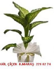 difanbahiya